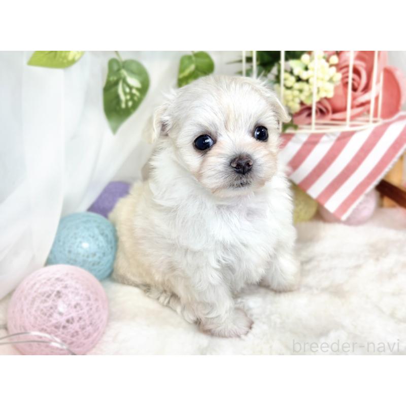 販売中の滋賀県のチワマル:チワワ×マルチーズ-413837の3枚目